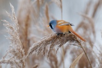 Sykorice vousata - Panurus biarmicus - Bearded Reedling o8385